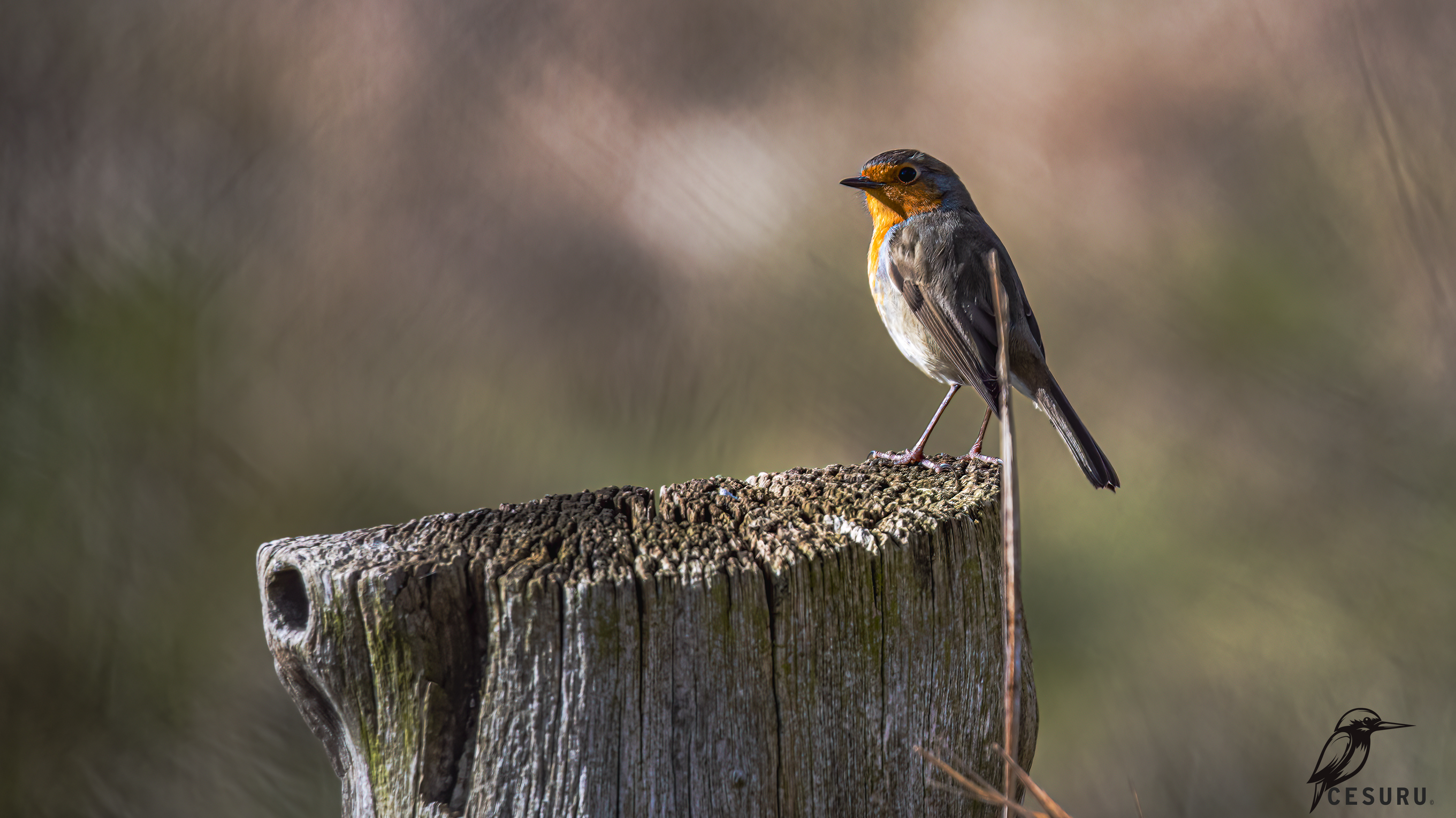 European Robin